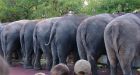#DoesItFart: Scientists want to know which animals pass gas