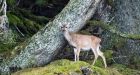 Major deer kill to provide school lunch meat and marksman training for Haida Gwaii