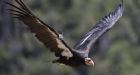 California condor takes flight in wild after near extinction