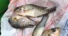 Fish fall from sky with rain in northern Mexico