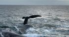 UN members adopt first-ever treaty to protect marine life in the high seas