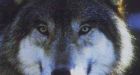 Ontario man killed in wolf attack, coroner's jury finds