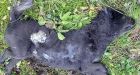Mythical, bloodsucking 'chupacabra' found in Texas just a plain old coyote