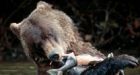Grim for grizzlies