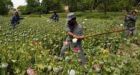 Afghan opium trade fuelling insurgency: UN report
