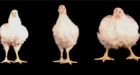 Broiler chicken celebrates finger lickin' golden anniversary