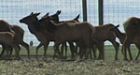 Parks Canada sets sights on predators to curb Banff elk population