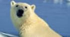 Climate may spell Inuit's cultural genocide