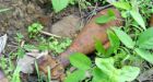 Dozens of reserves could contain abandoned military explosives