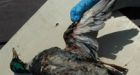 Search widens for oil-covered ducks in Alberta