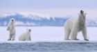 Parks Canada debates allowing guns in national parks with polar bear populations