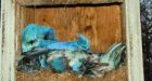 Bluebird numbers suffer storm shock