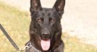 Trial set in shooting death of RCMP dog