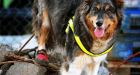 Sniffer dogs to wear �Muslim� bootees