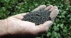 Sewage as fertilizer: Is it safe?