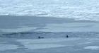 Icebreaker could do more harm than good for trapped dolphins