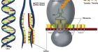 Montreal scientists unlock mystery of early molecular mechanism