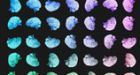 The truth in illusions: How the human brain works