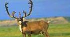 Coal versus caribou clash brewing in B.C.
