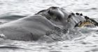 Some fear U.S. navy sonar may harm right whales