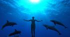 The horror of dolphin slaughter