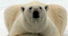Charge your iPod, kill a polar bear?