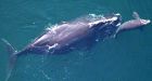 Evidence of right whales found off Greenland