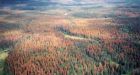 B.C. Interior faces high risk of catastrophic forest fires
