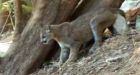 Nanaimo teen fends off cougar attack