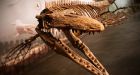 T-Rex of the sea unearthed in Manitoba
