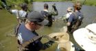 After more than a century, Atlantic salmon return to Credit River