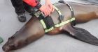 Sea lion test to probe declines
