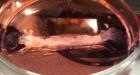 Scientists developing test tube hamburger