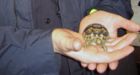 Twice stolen tortoise recovered  again
