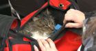 Cat frozen to driveway flies to P.E.I. for surgery