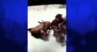 YouTube �Elk Slaughter' video sparks investigation in Manitoba