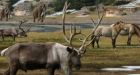 Woolly mammoth diet mystery solved by DNA analysis