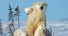 Polar bear cubs pictured keeping close to mom in Canadian wilderness