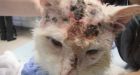 Cat shot in head 17 times recovering after surgery