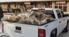 Truck filled with dead coyotes sparks call for new rules | CTV News