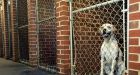 Documents show PETA killed nearly 2,000 shelter animals in 2013