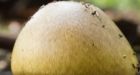 Deadliest Mushroom Is Spreading Worldwide : Discovery News