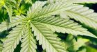 Science uncovers the cause of the marijuana munchies