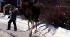 Moose attack caught on camera in Smithers, B.C.