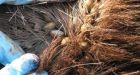 Moose-killing winter tick population growing in Quebec