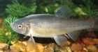 Birth control pill threatens fish populations