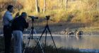 Revenue Canada targets birdwatchers for political activity