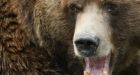 Encounter with giant grizzly '5 seconds of sheer terror'