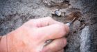 Dinosaur toes found in Alberta's Badlands leads to fossil find