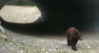 Parks Canada video catches 1st black bear to use wildlife crossing